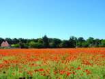 poppy field