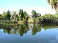 water edged by trees